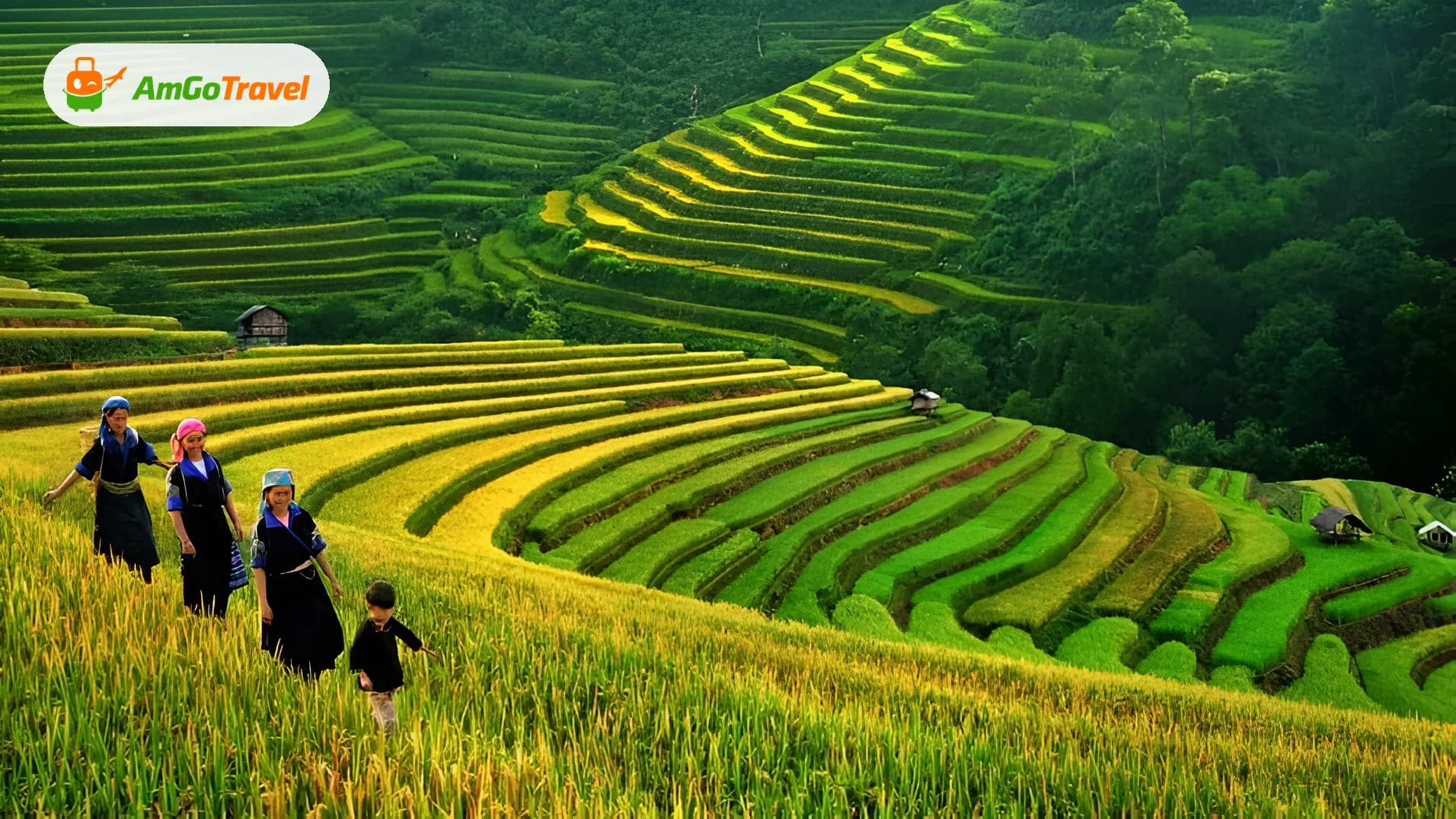 Hmong women walking along golden green rice terraces