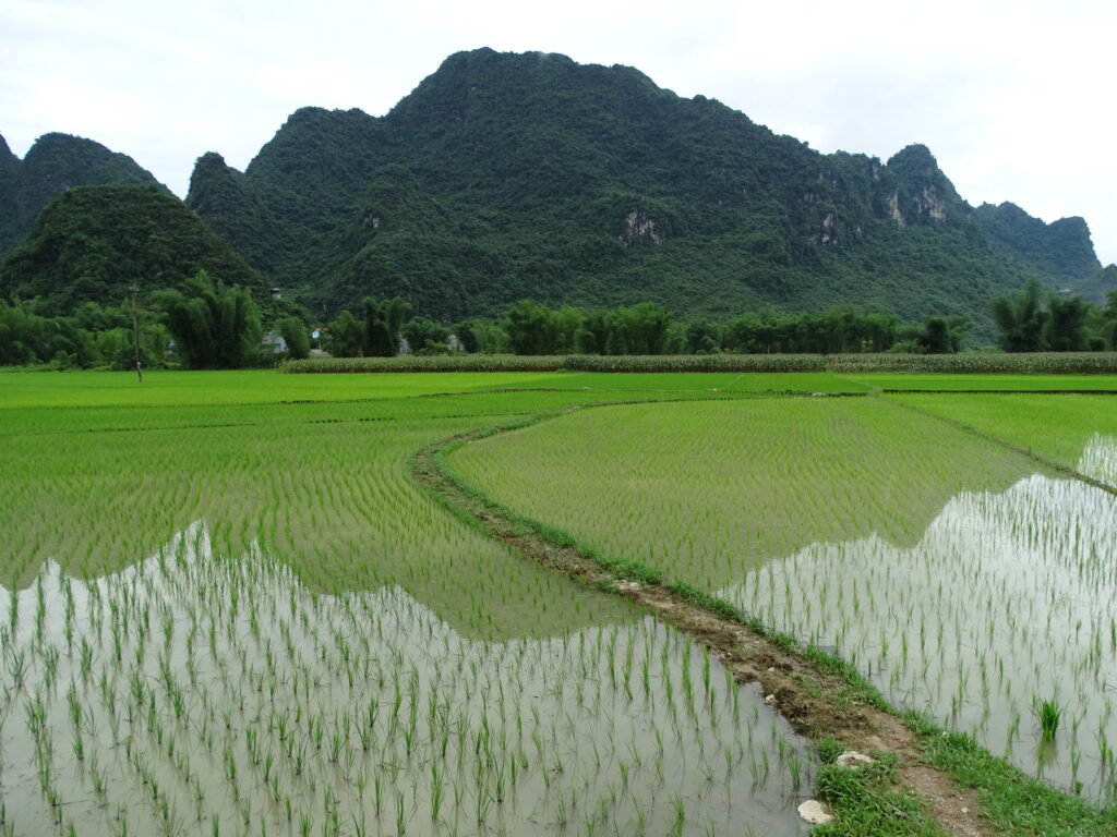 Rice fields and karst peaks in Trung Khanh, Cao Bang