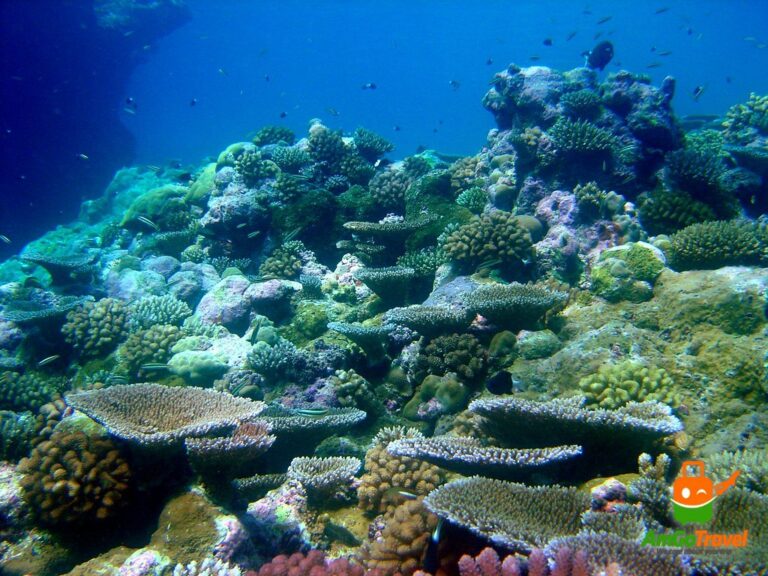 Cham Island snorkeling tour: Colourful corals and fish on a tropical reef