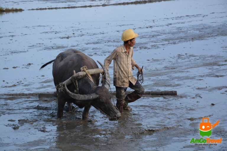 Hoi An farming and fishing tour: Farmer ploughing a rice field with a water buffalo near Hoi An