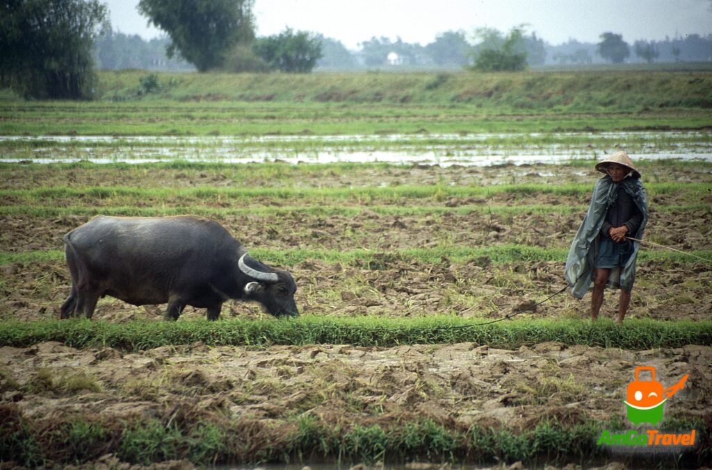 Rice fields and a farmer in the countryside between Hoi An and My Son