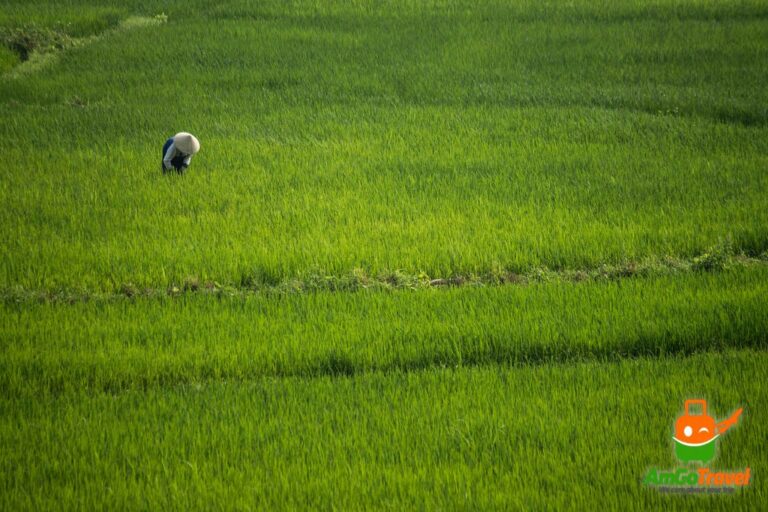 Tra Que farmer tour: Bright green rice fields near Hoi An
