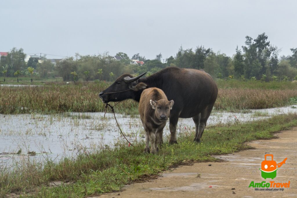 Water buffalo in the rice fields of Hoi An