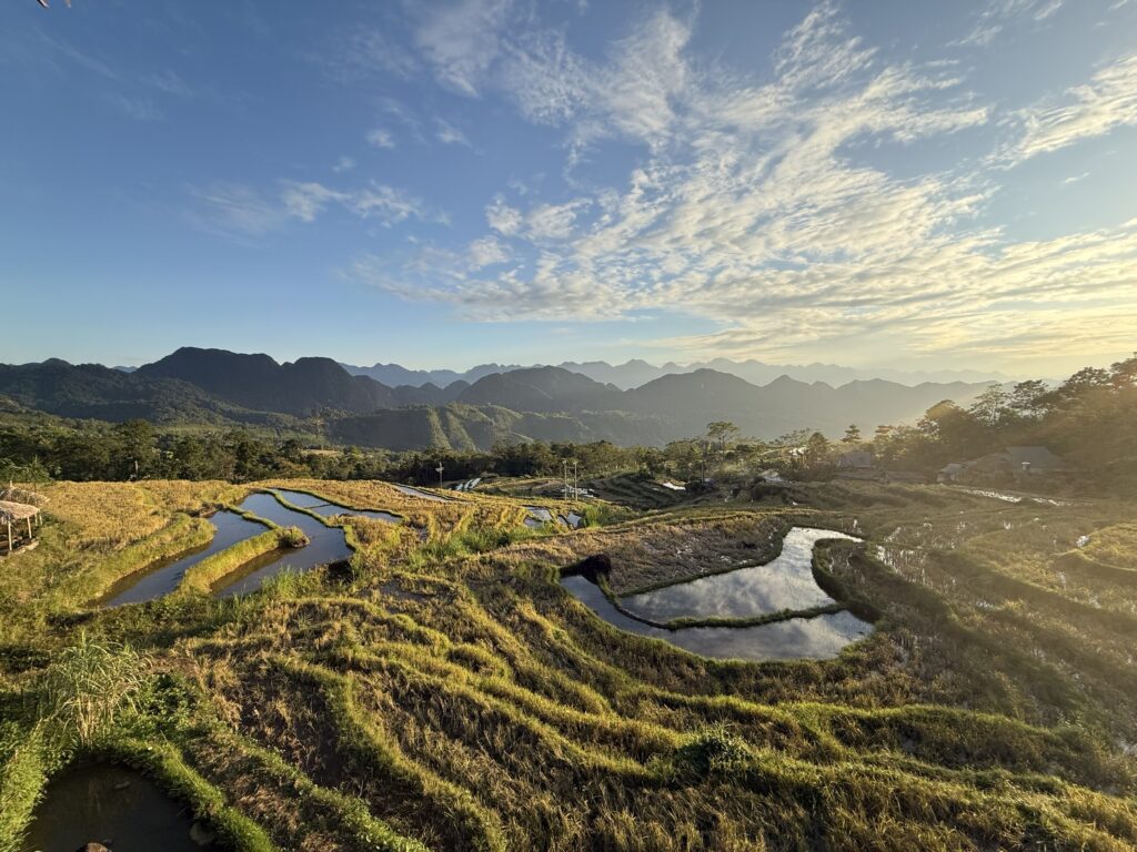 Pu Luong homestay tour: rice fields in the evening light