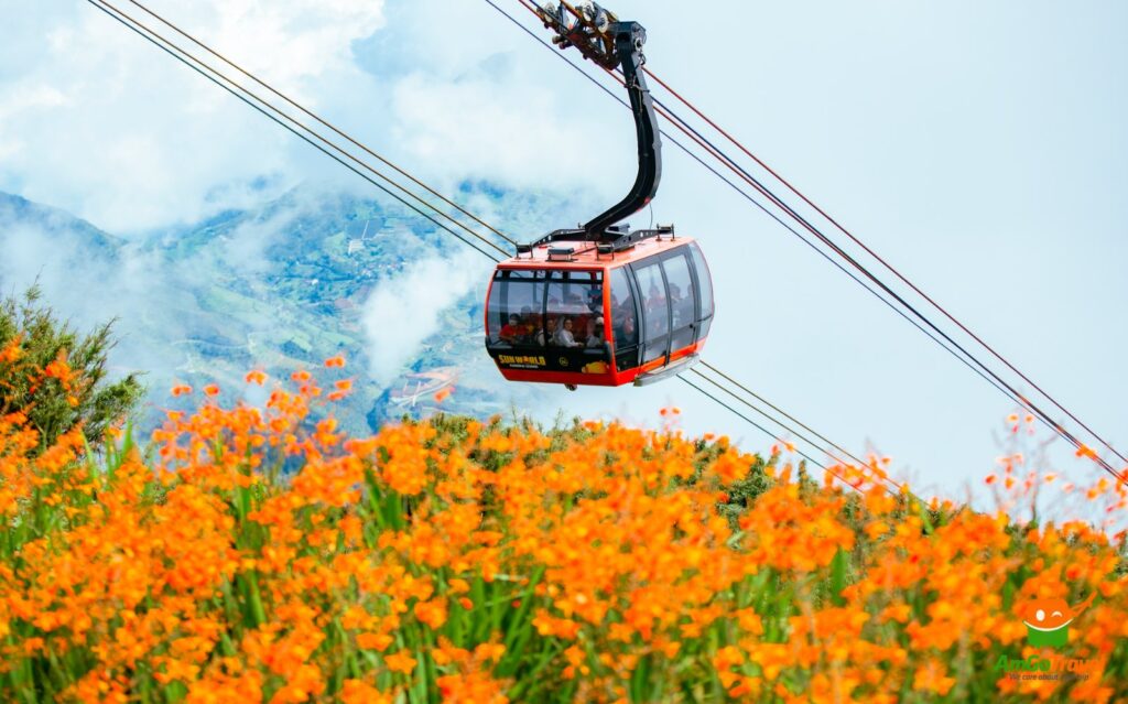 Fansipan cable car above a flower field