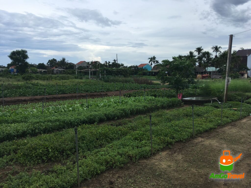Rows of herbs and greens in Tra Que Village, Hoi An