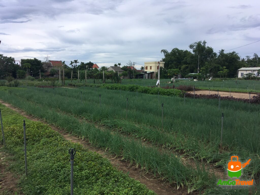 Vegetable gardens of Tra Que Village, Hoi An