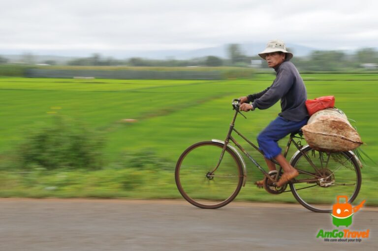 Tra Nhieu eco tour: Cycling past green rice paddies in the countryside
